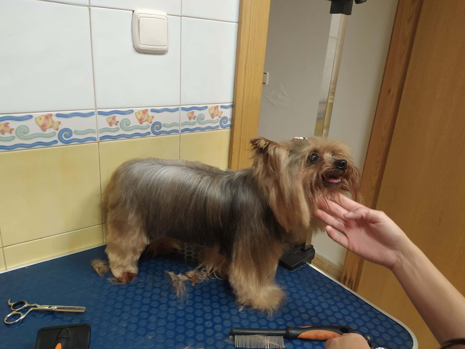 Clínica Veterinaria Wau