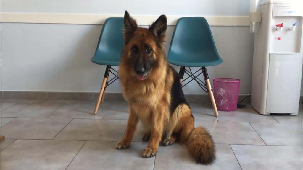 Clínica veterinaria Quípar