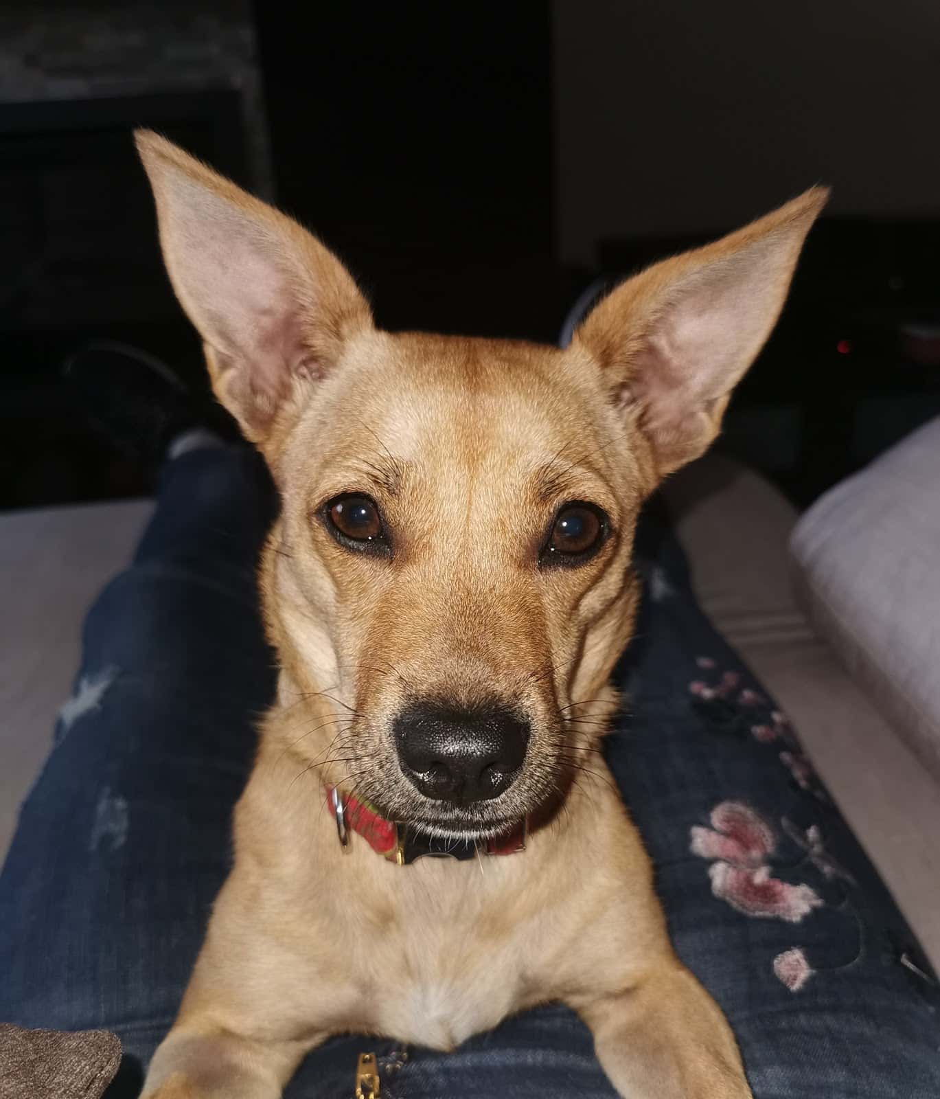 Clínica Veterinaria Peludos