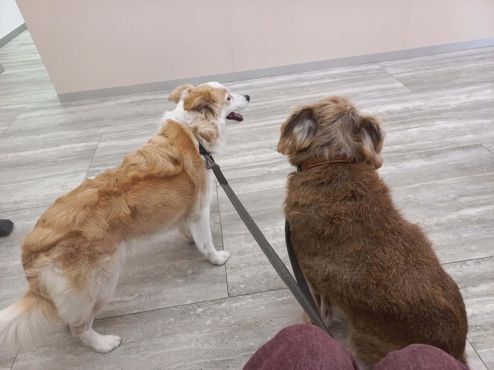Clínica Veterinaria Mohati
