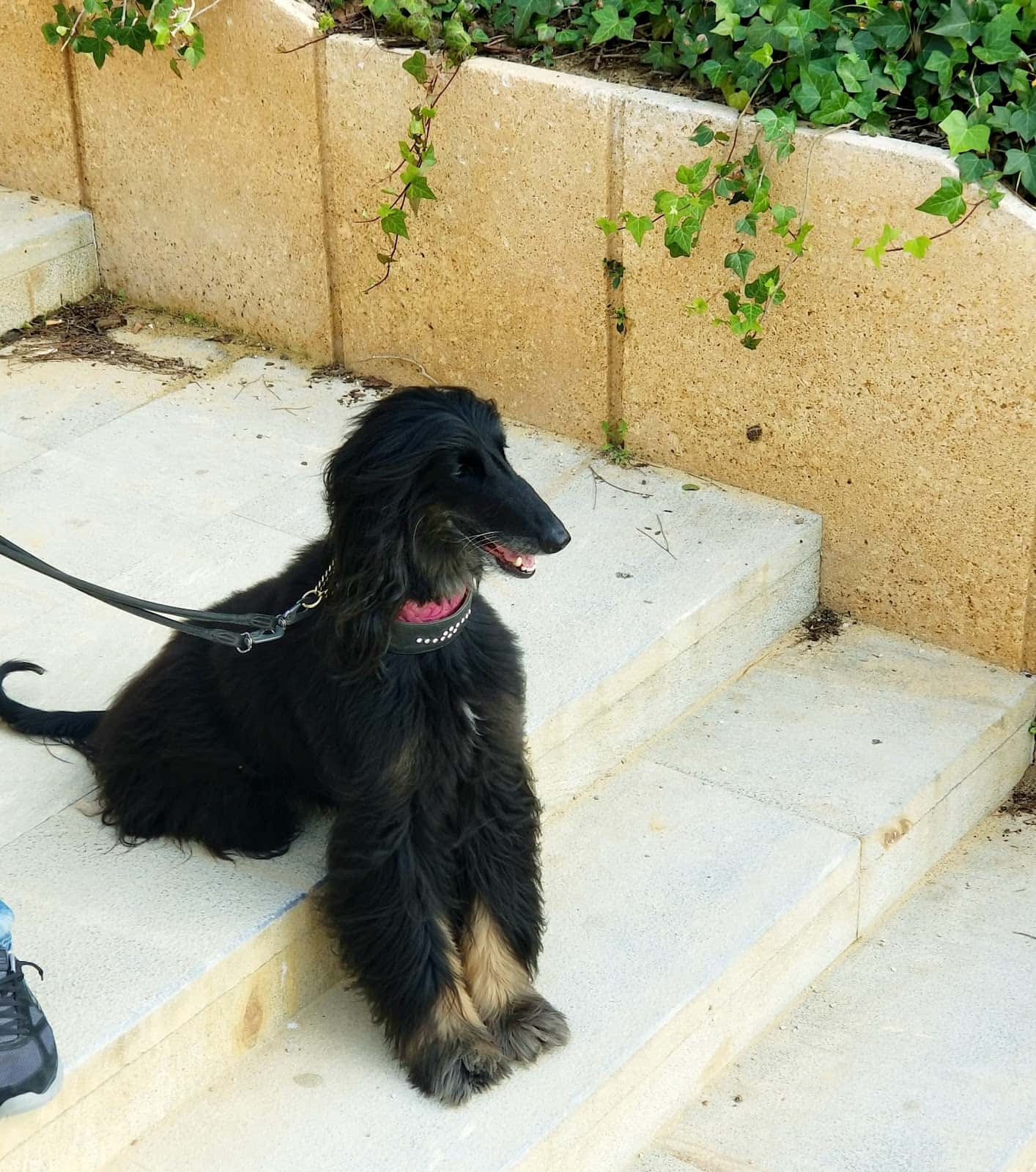 La galga Lola Veterinarios