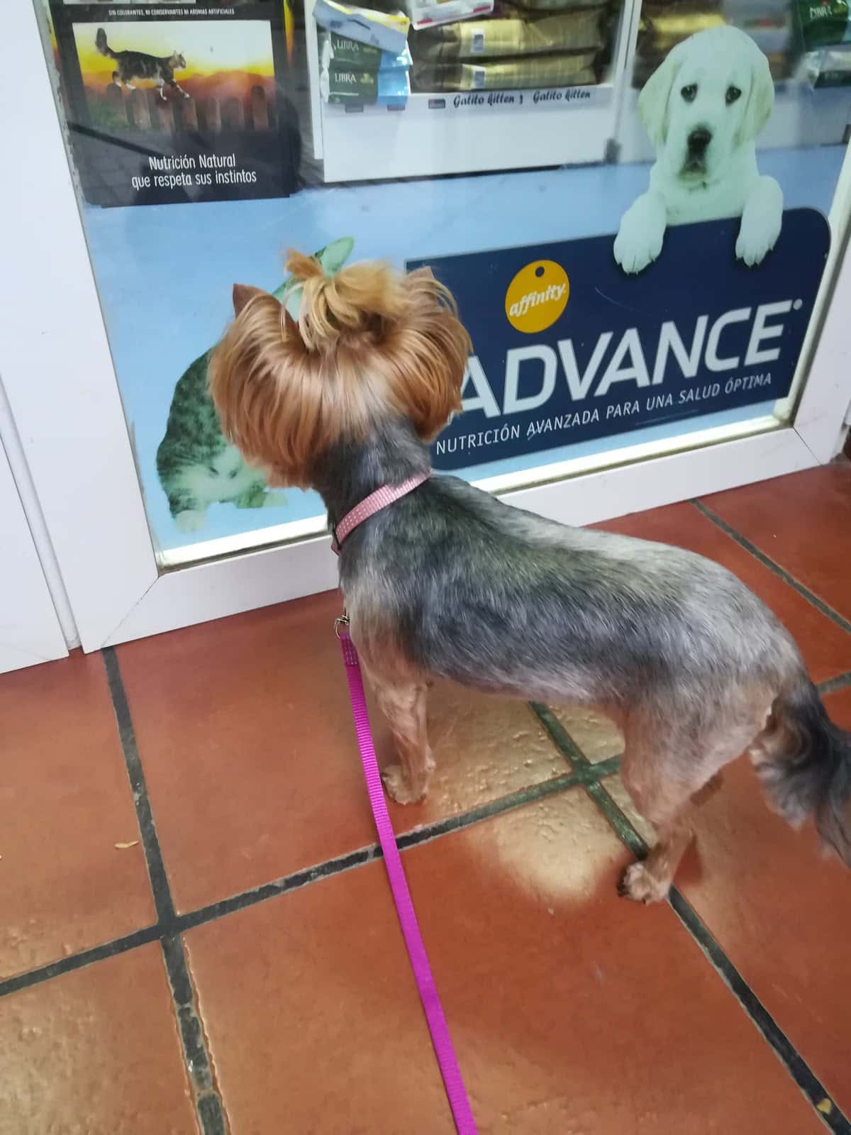 La galga Lola Veterinarios