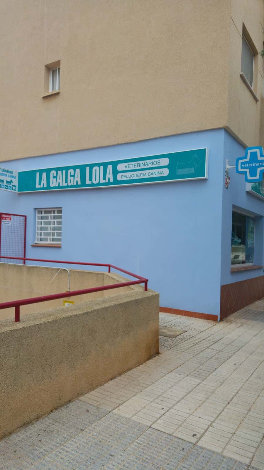 La galga Lola Veterinarios