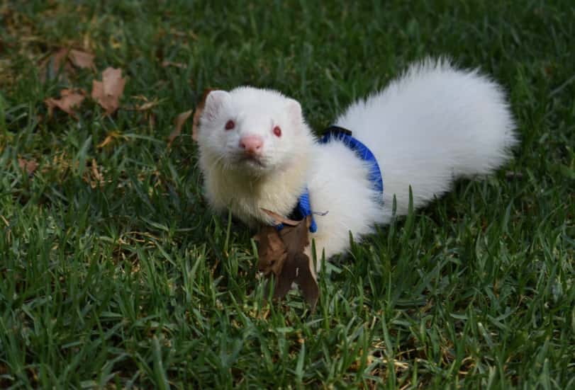 Centro Veterinario Cartagena