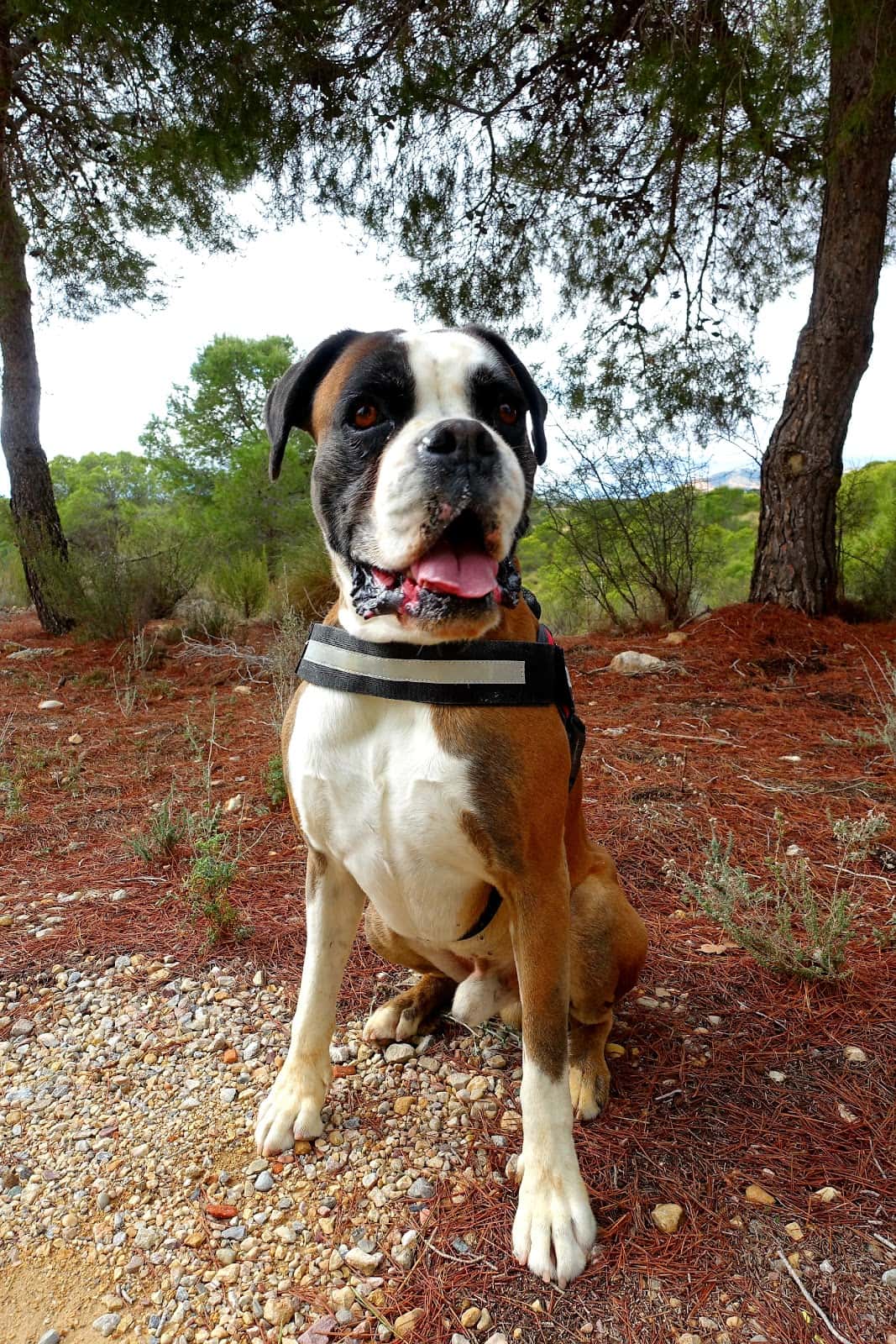 clinica veterinaria corvera veterinario clinica en corvera en murcia principalImage ADOPTA Sitios Pet Friendly