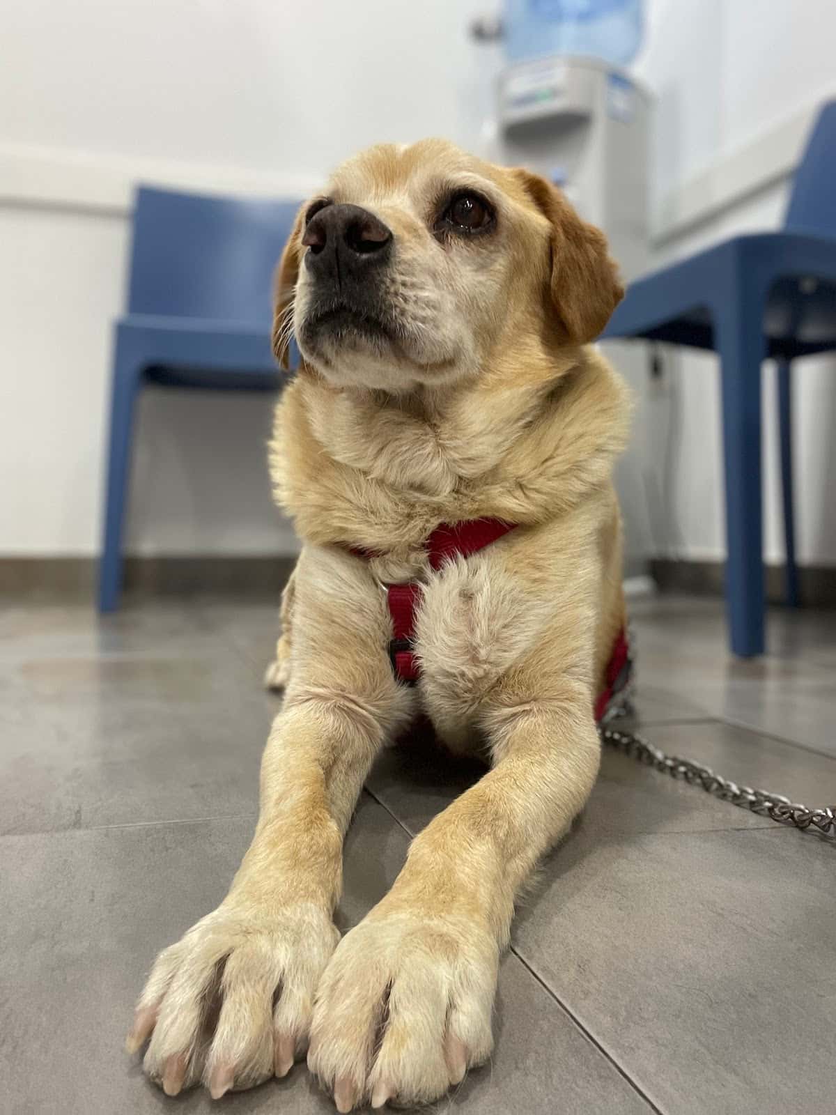 San José Clínica Veterinaria
