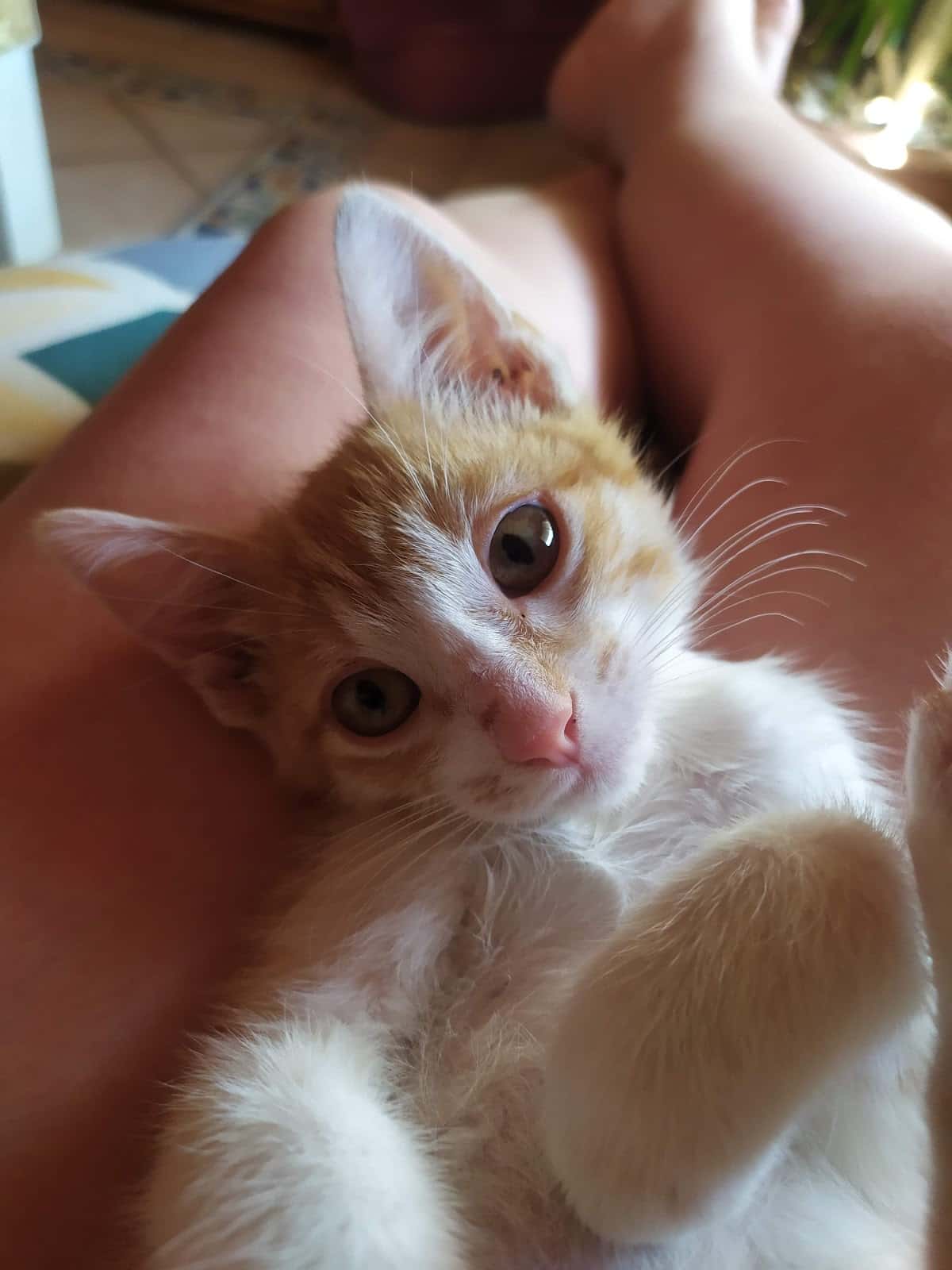 San José Clínica Veterinaria