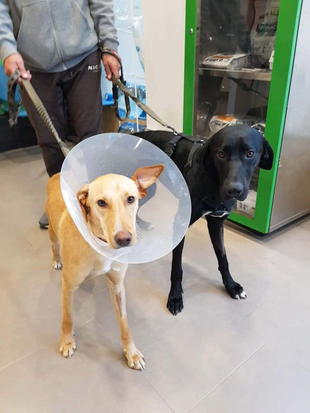 Clinica Veterinaria Cervantes