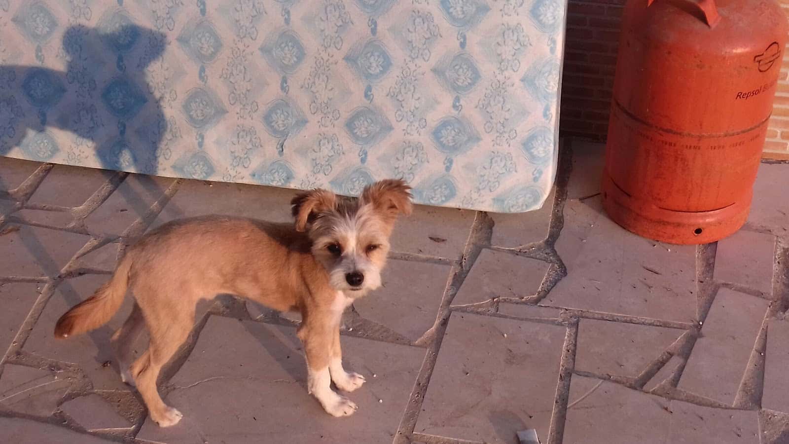 Medivet La Seda Lorca