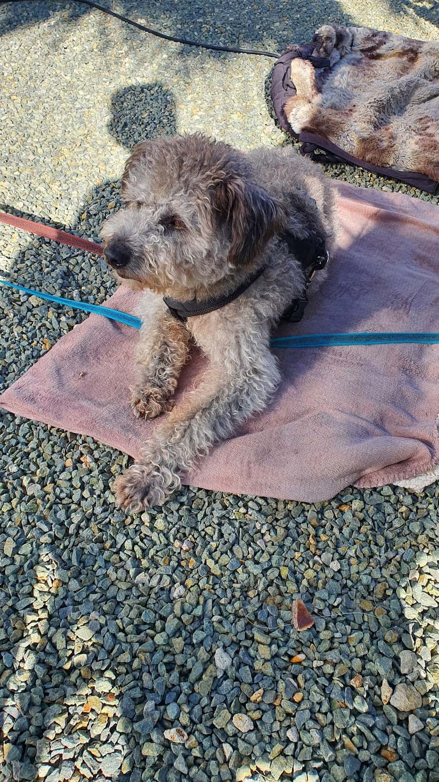 Happy Pets Puerto de Mazarron