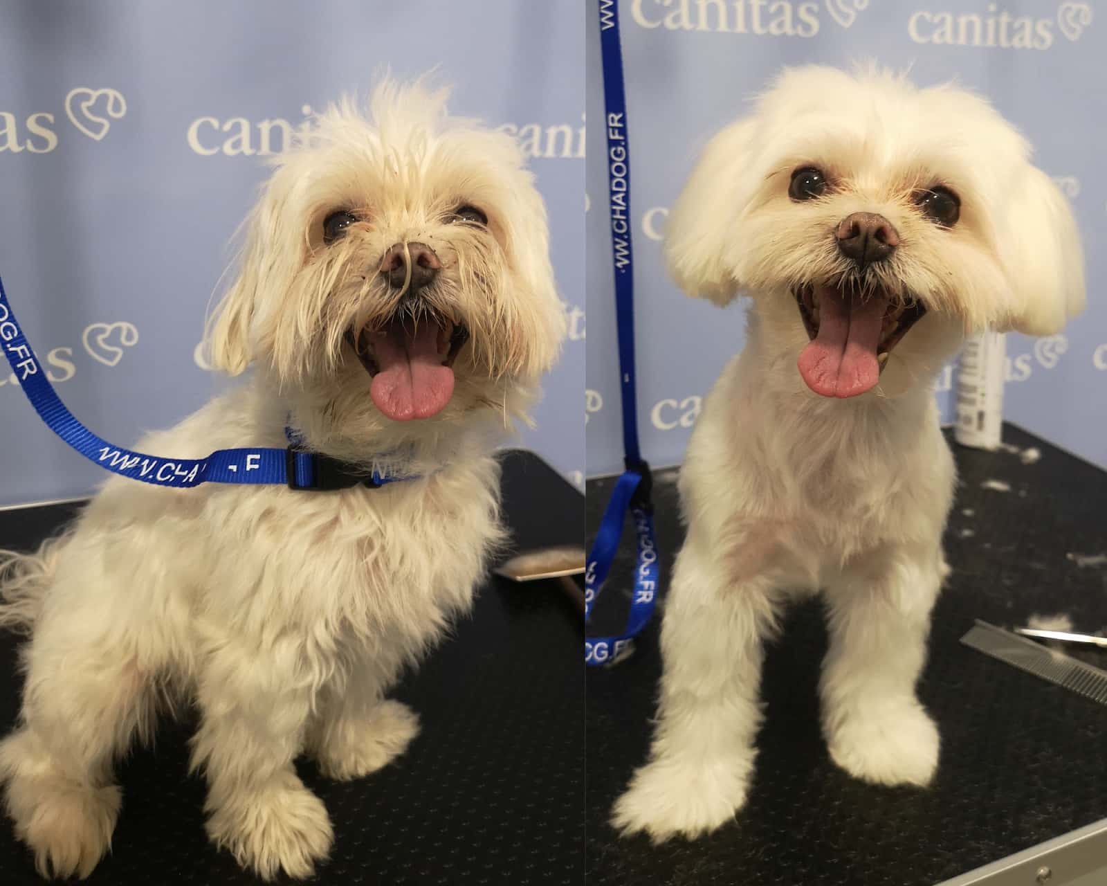 Canitas Veterinaria Murcia - CC Thader