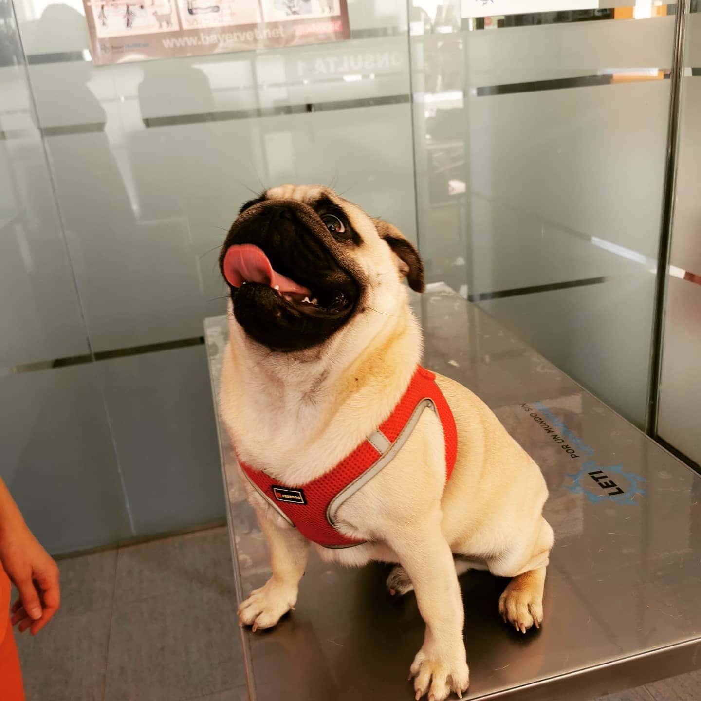 Nexo Puerto Lumbreras Centro veterinario