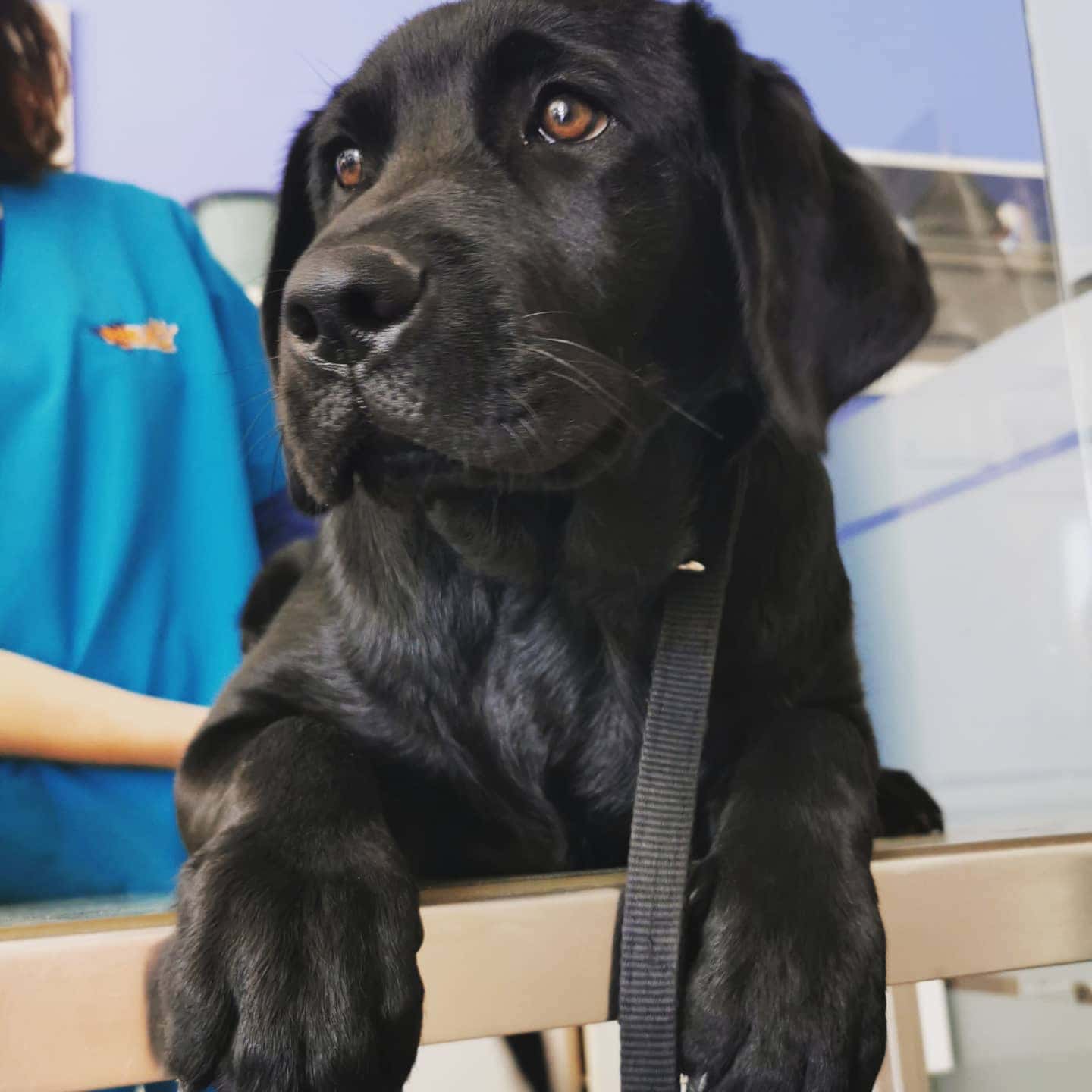 Nexo Puerto Lumbreras Centro veterinario