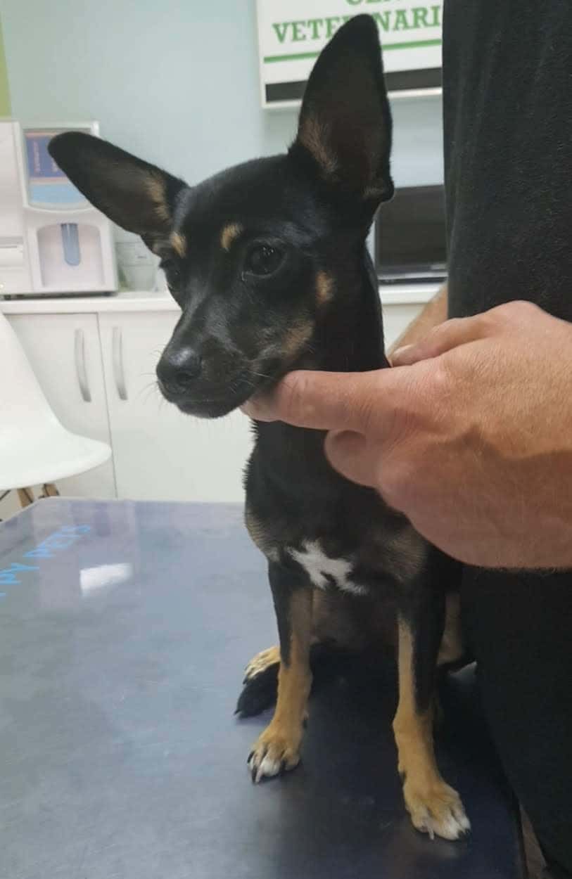 centro veterinario el puerto