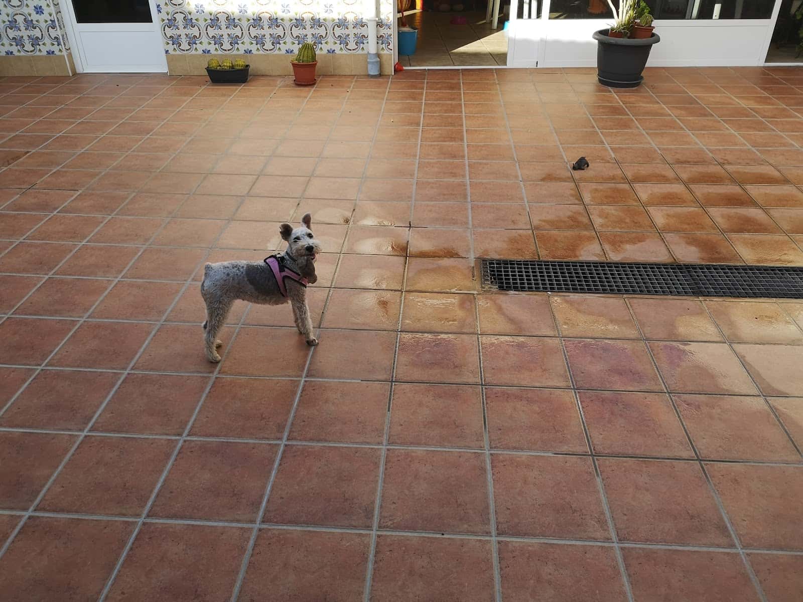 centro veterinario el puerto