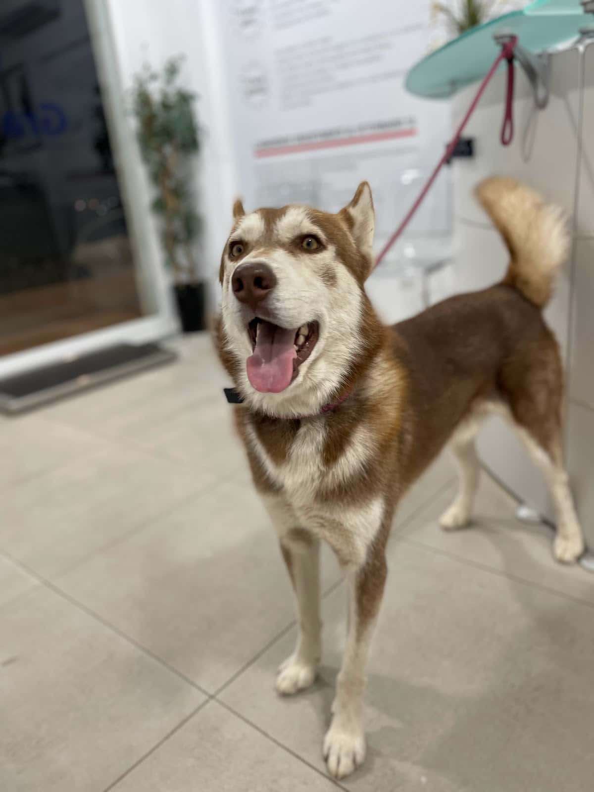 Granavet Cartagena, Clínica Veterinaria especializada en castraciónes