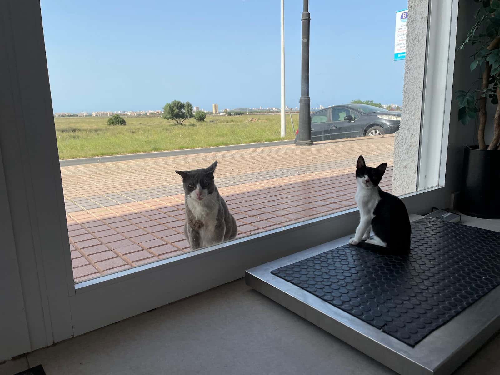 Granavet Cartagena, Clínica Veterinaria especializada en castraciónes