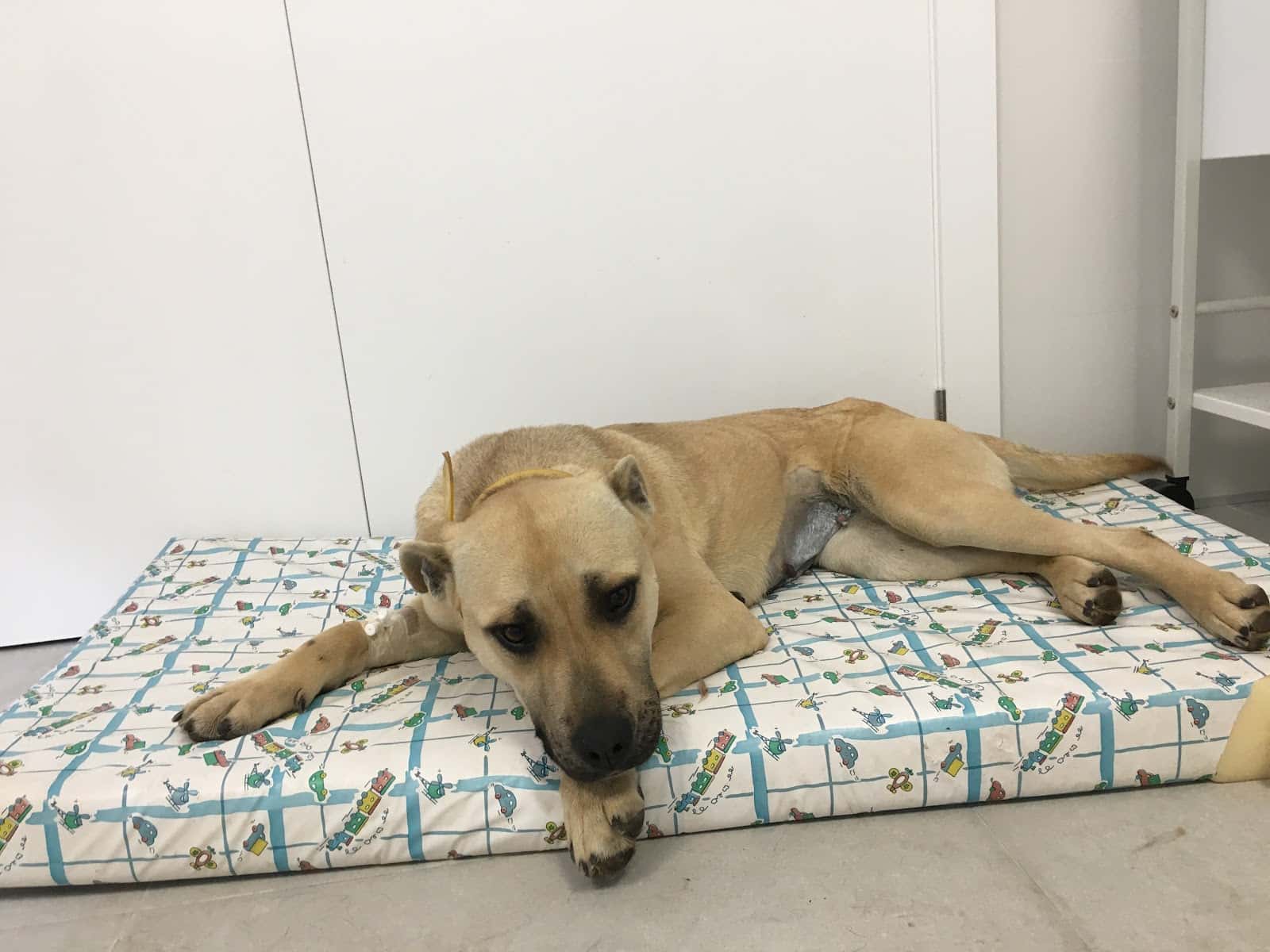 granavet cartagena clinica veterinaria especializada en castraciones veterinario clinica en los belones en murcia principalImage ADOPTA Sitios Pet Friendly
