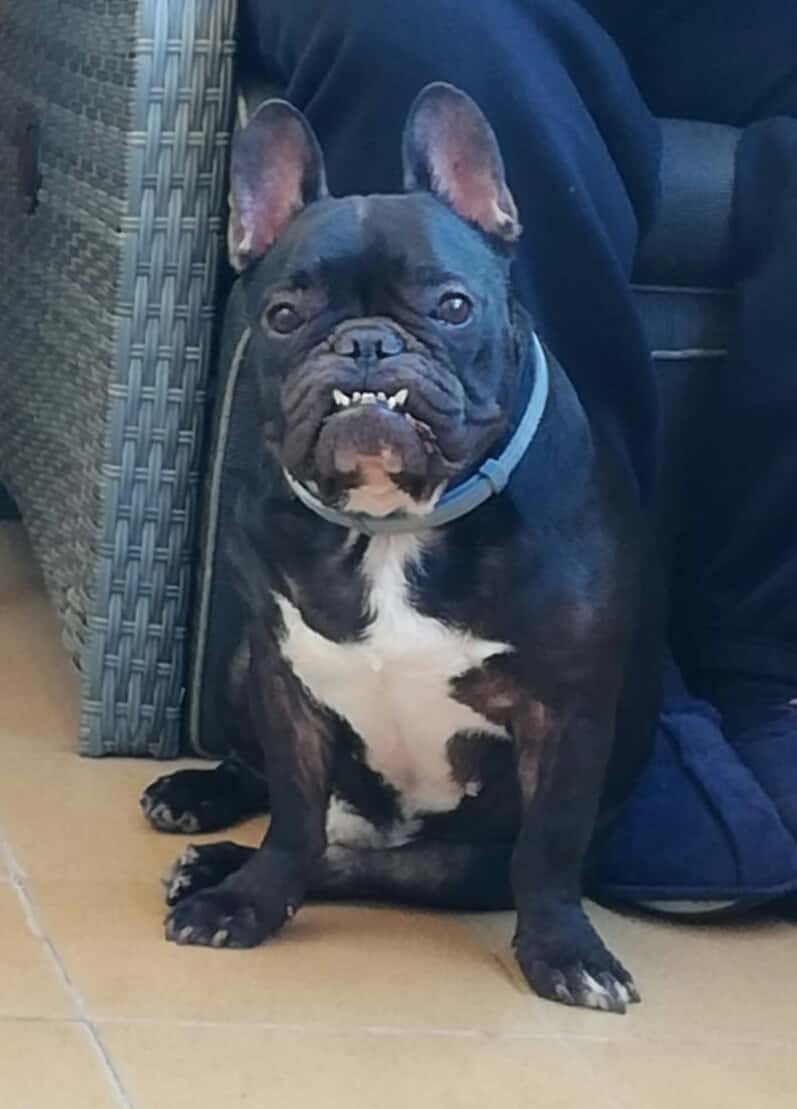 Clínica Mapache