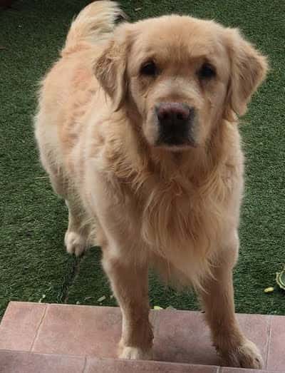 clinica mapache veterinario clinica en los belones en murcia principalImage ADOPTA Sitios Pet Friendly