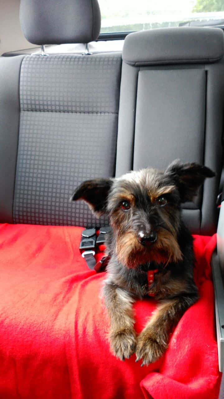 Clínica Veterinaria Alaiz