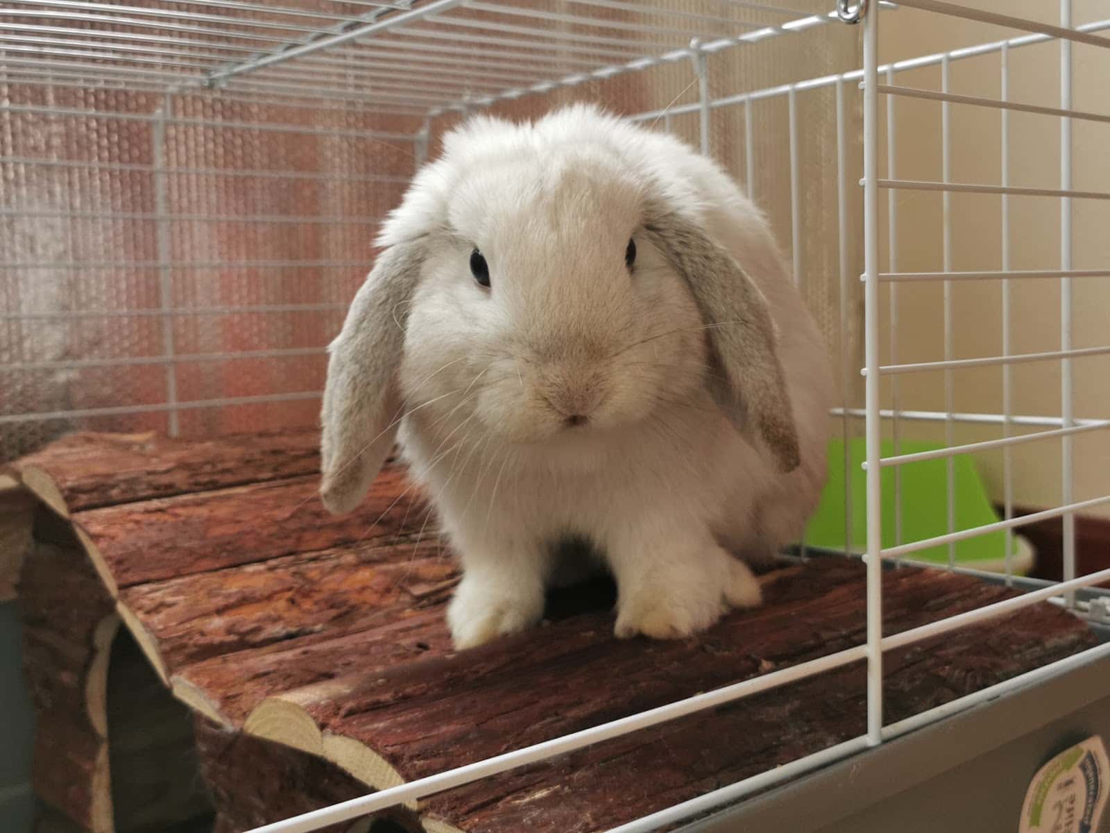 Clínica Veterinaria Alaiz