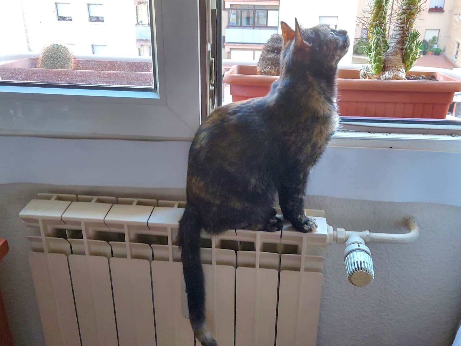 Albaitari-Klinika / Clínica Veterinaria Zizur