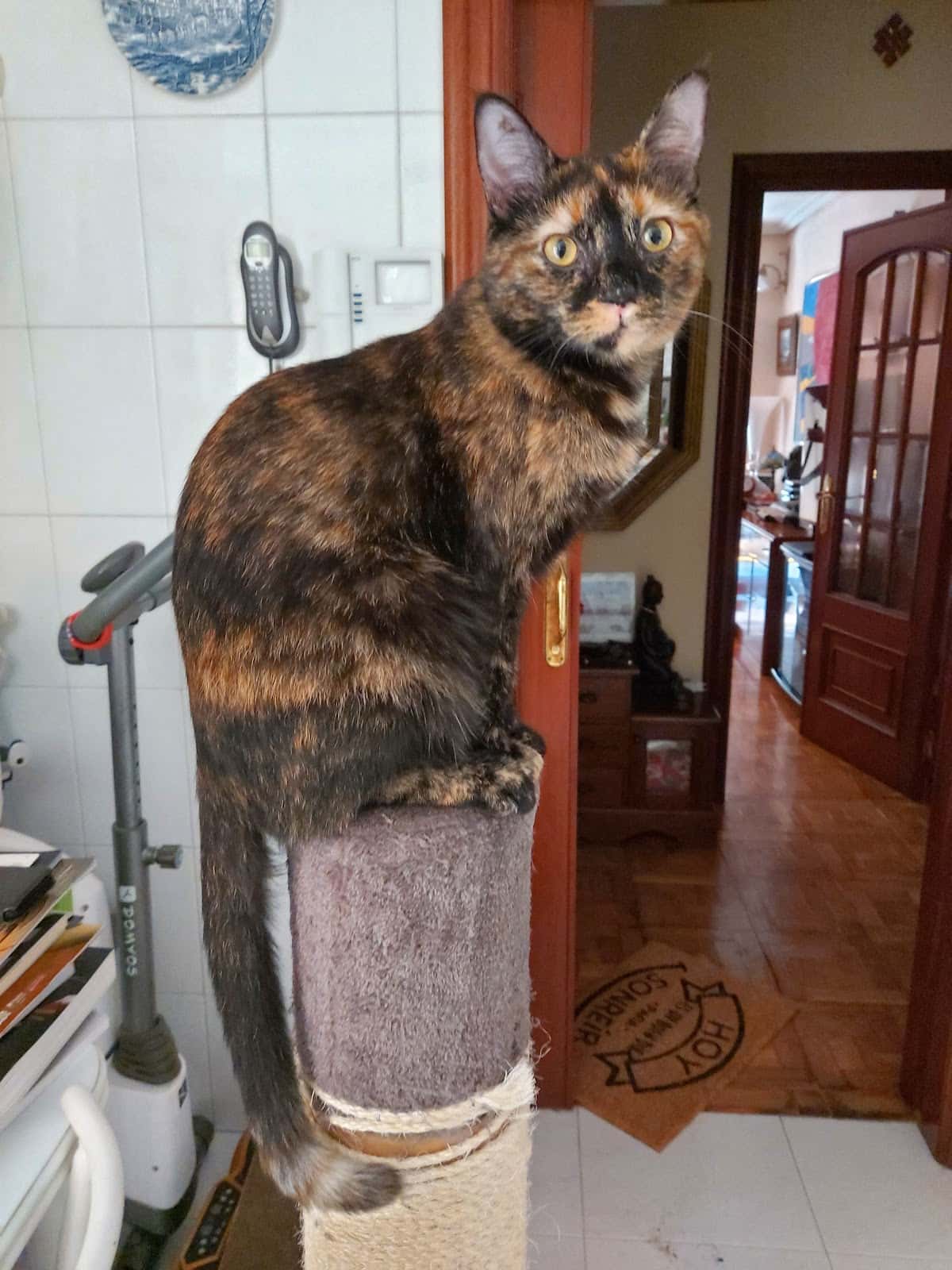 Albaitari-Klinika / Clínica Veterinaria Zizur