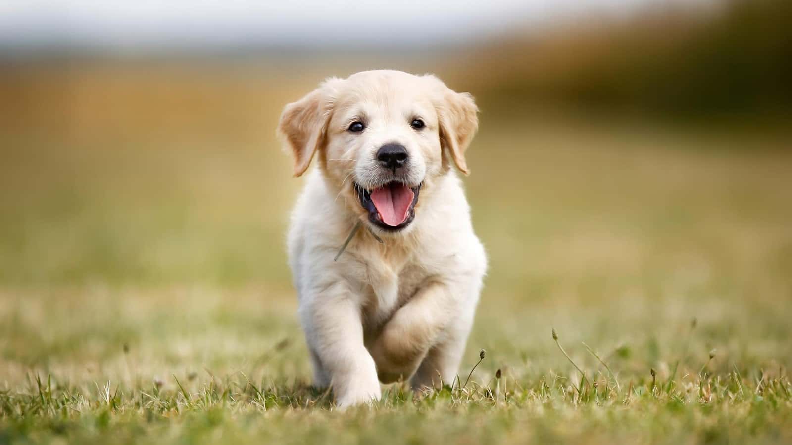 puppy clinica veterinaria veterinario clinica en noain en navarra principalImage ADOPTA Sitios Pet Friendly