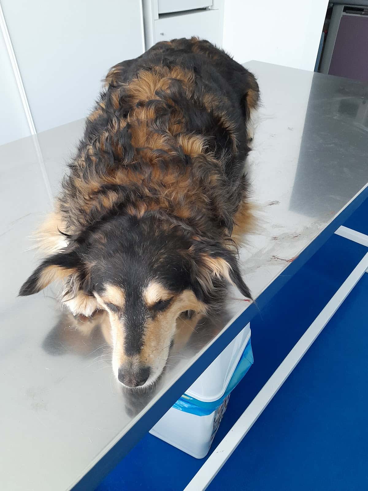 Clínica Veterinaria Víctor Andueza