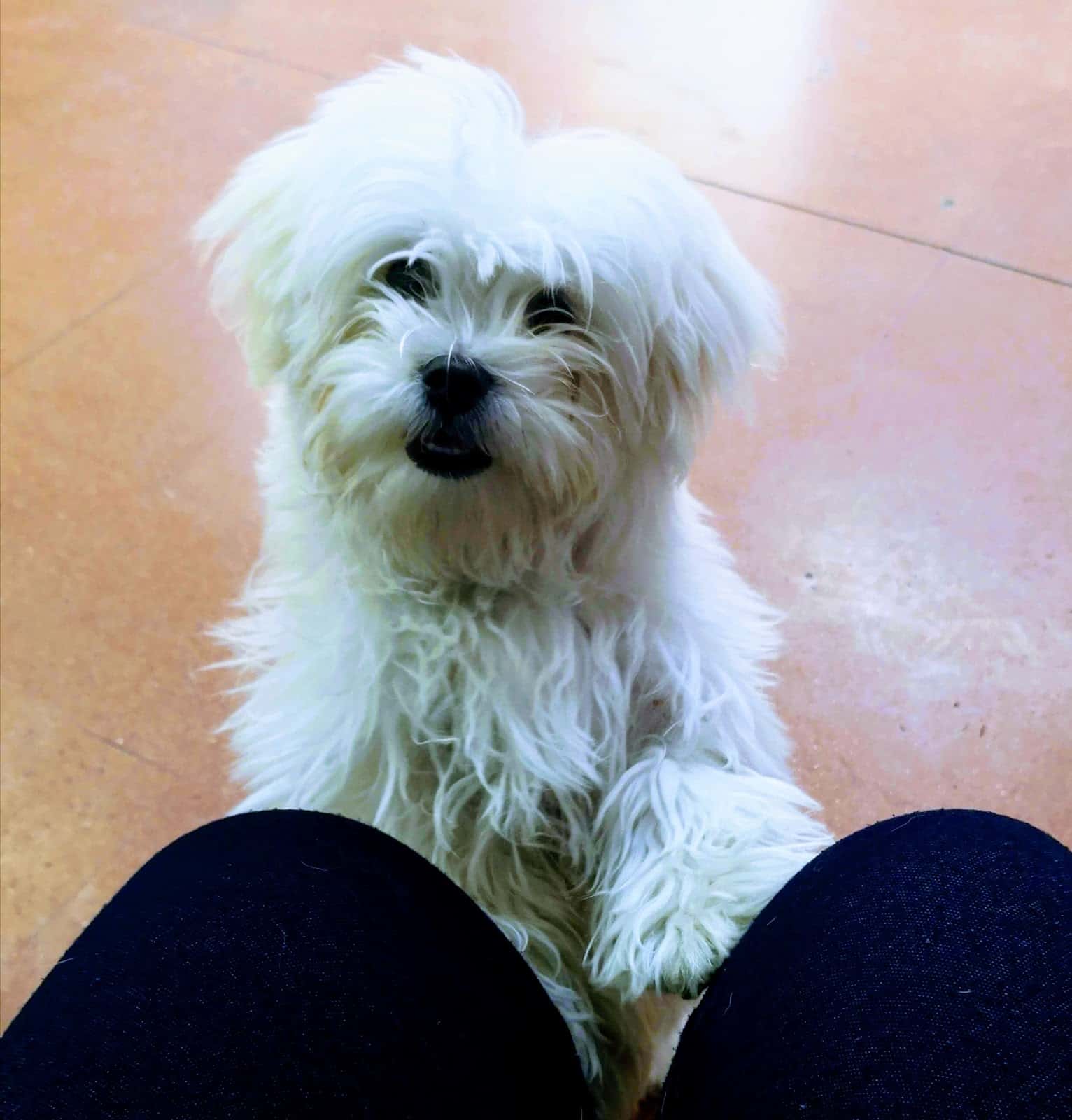 Clínica Veterinaria Miguel Ángel Vilas