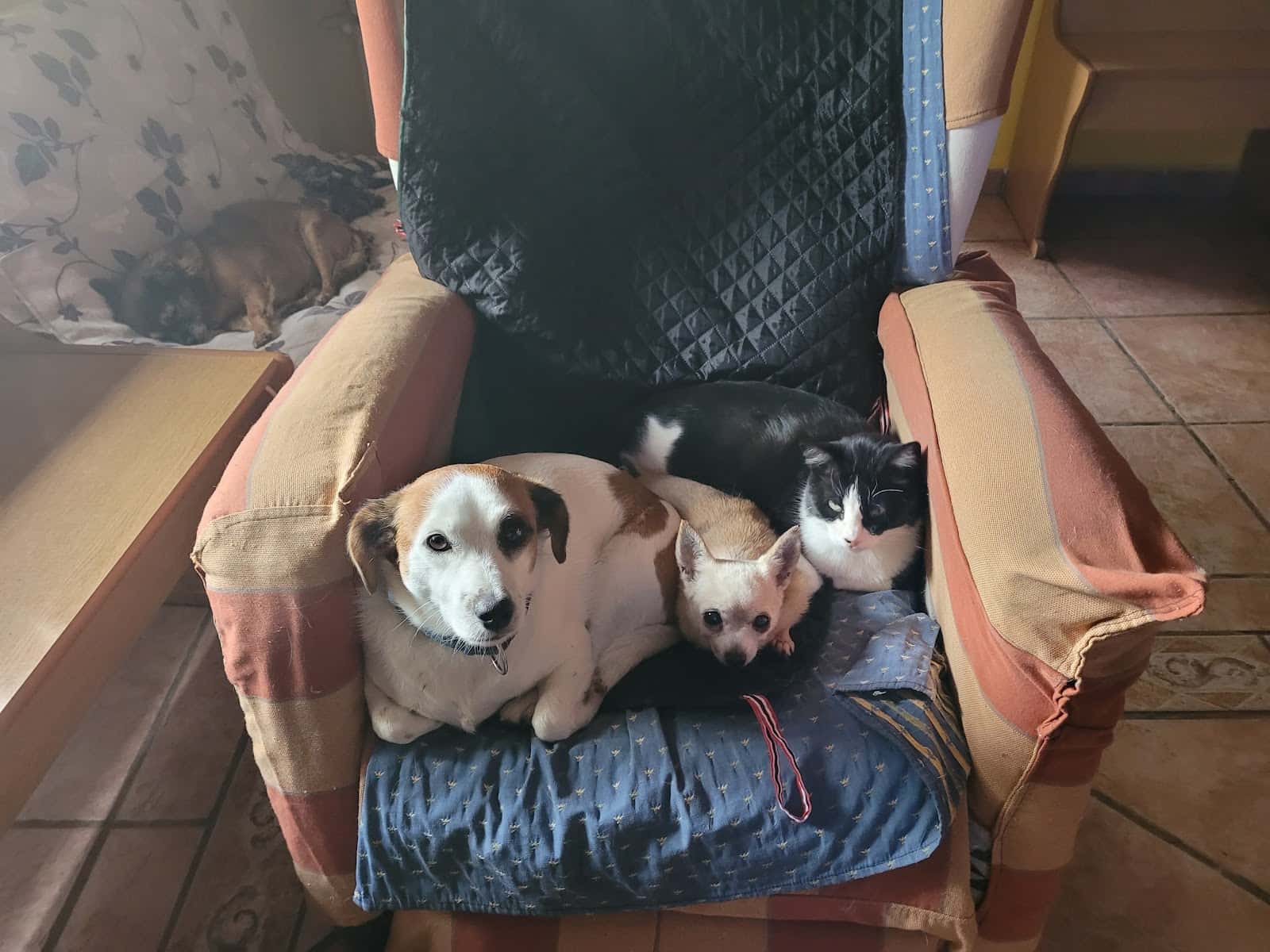 Clínica Veterinaria Miguel Ángel Vilas