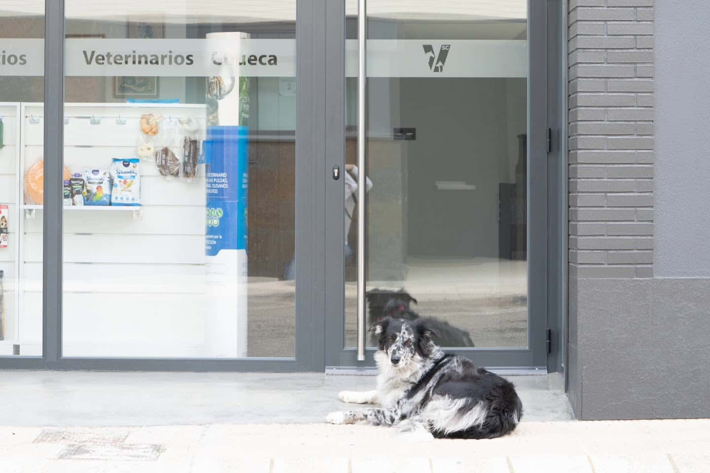 servicios veterinarios chueca veterinario centro en murchante en navarra principalImage ADOPTA Sitios Pet Friendly