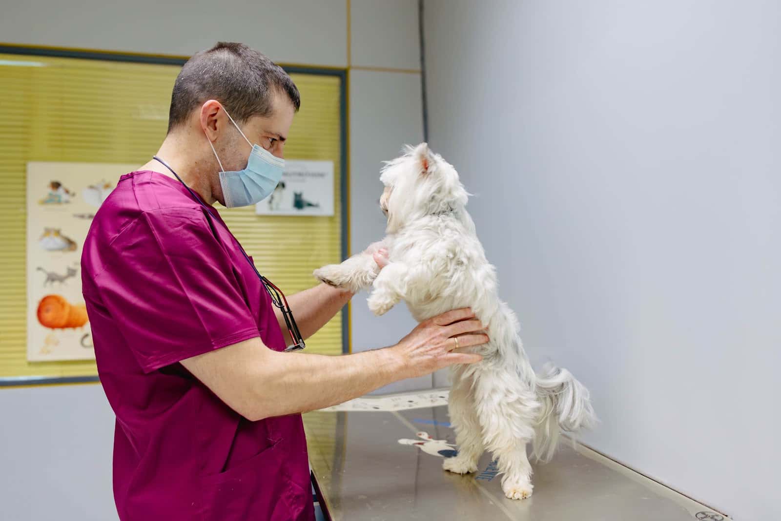 Consultorio Veterinario Las Labradas
