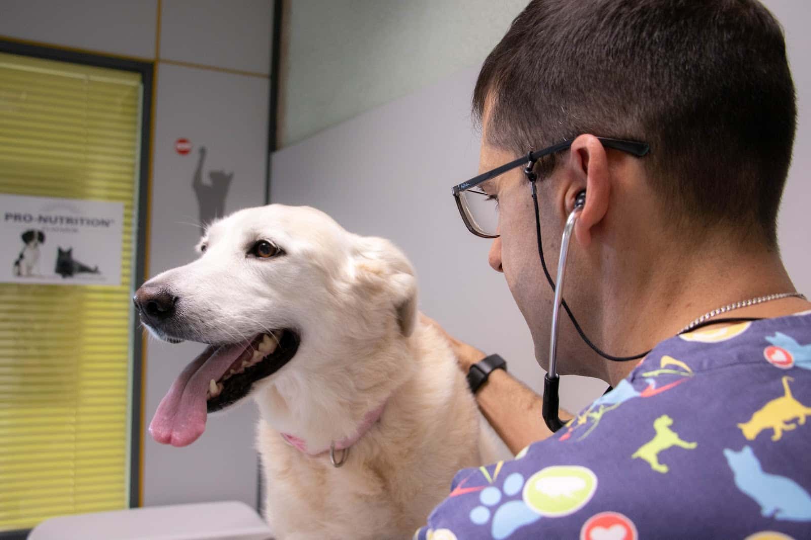 consultorio veterinario las labradas veterinario centro en tudela en navarra principalImage ADOPTA Sitios Pet Friendly