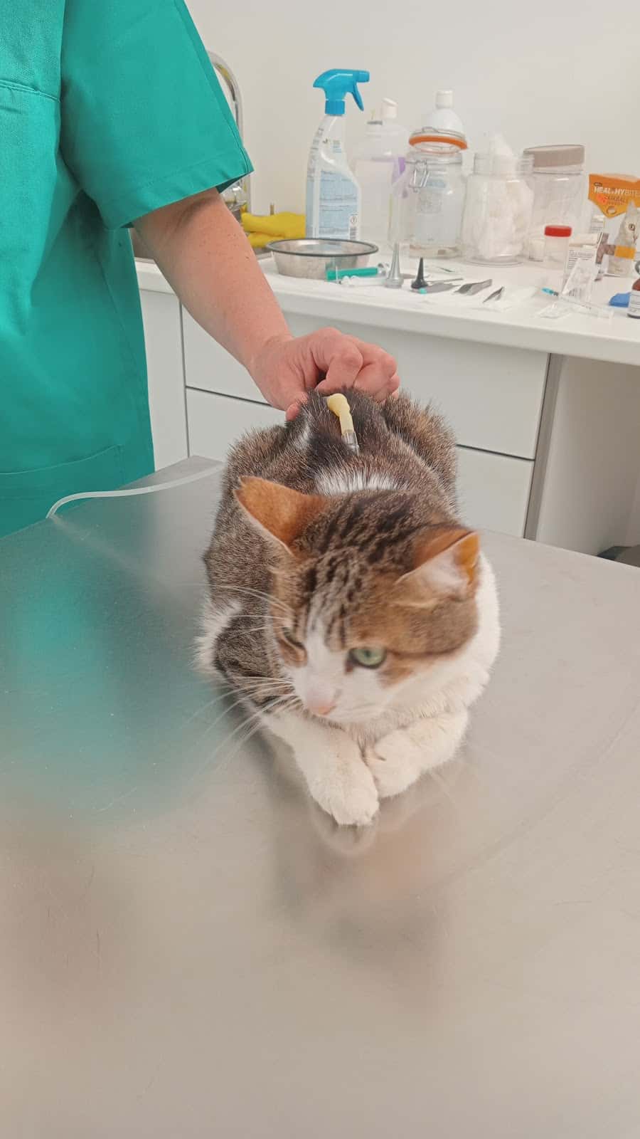 Laura Marina Veterinaria