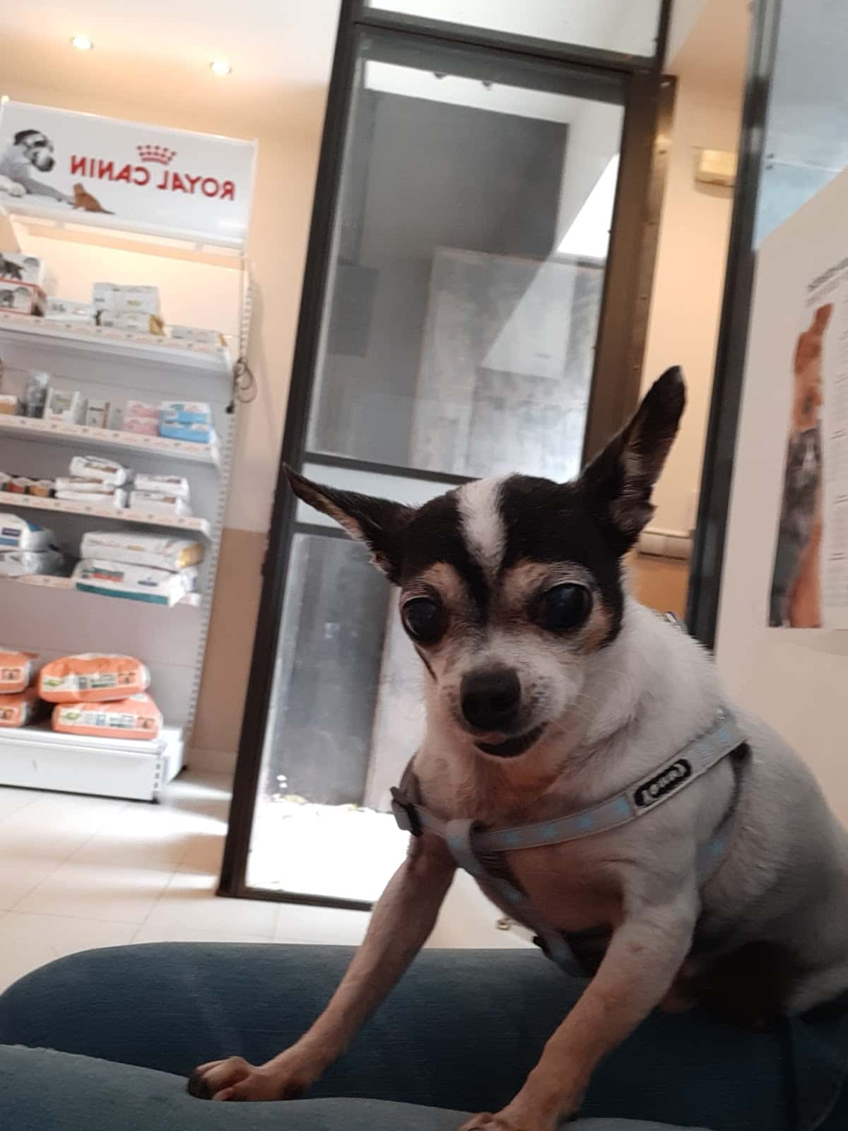 Clínica Veterinaria Santa Ana