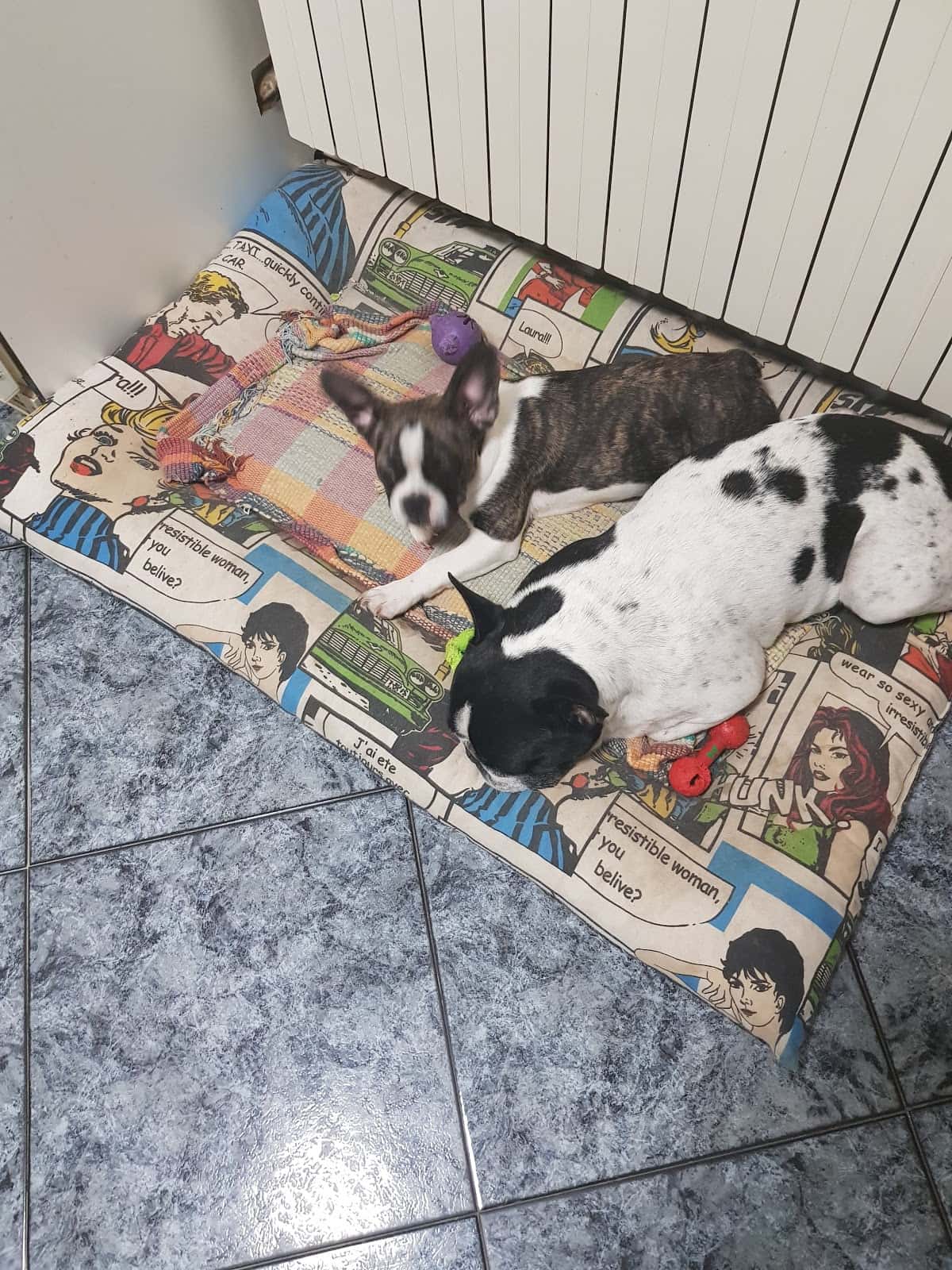 Clínica Veterinaria Santa Ana