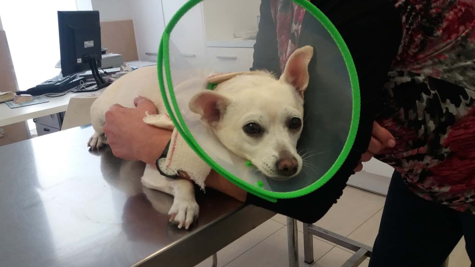 clinica veterinaria santa ana veterinario clinica en tudela en navarra principalImage ADOPTA Sitios Pet Friendly
