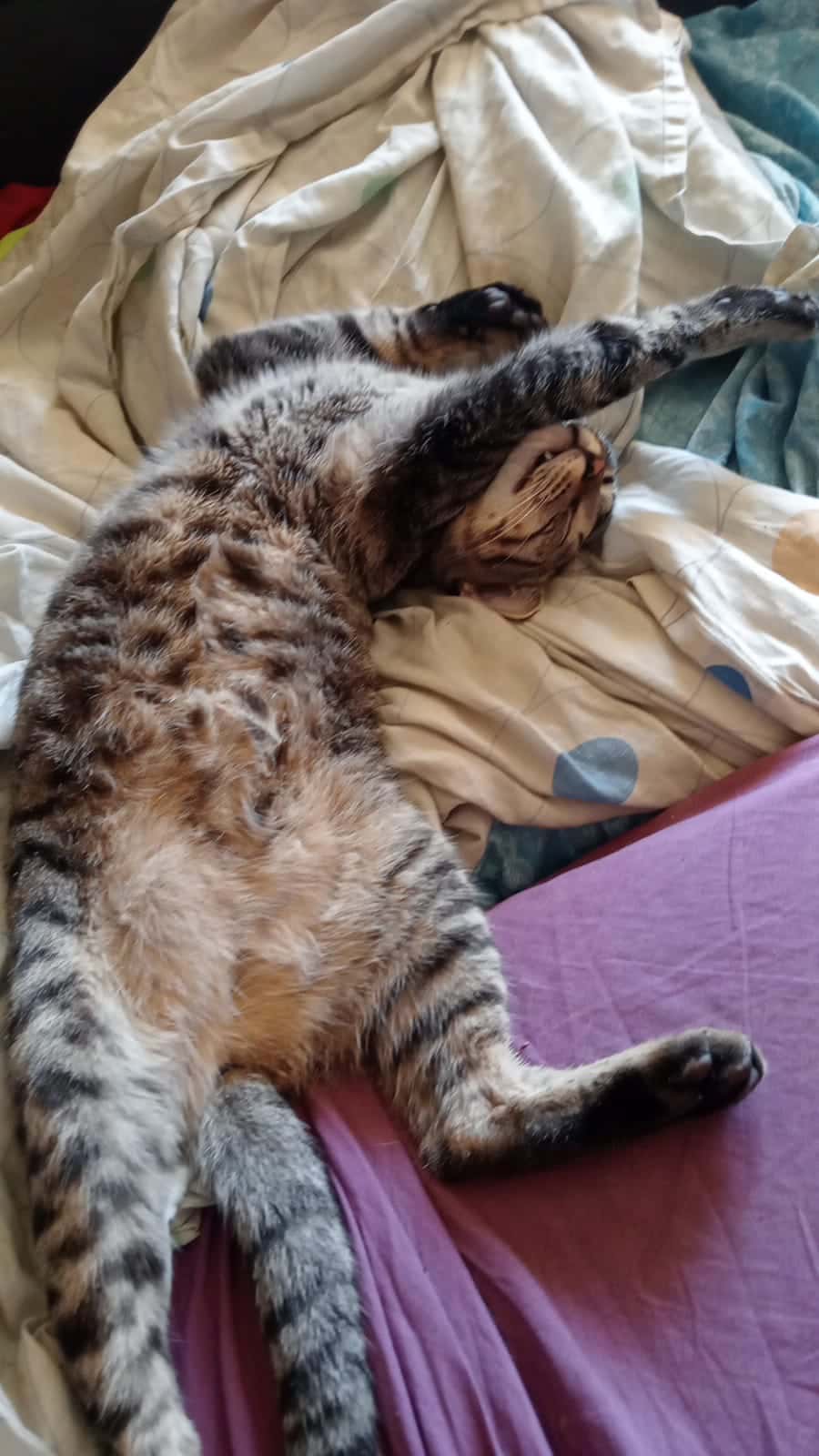 Clínica Veterinaria Labrit