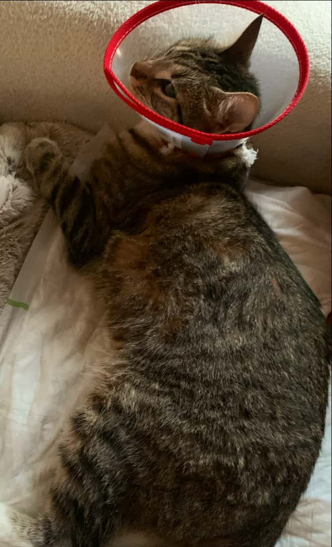 Clinica Veterinaria Mendillorri