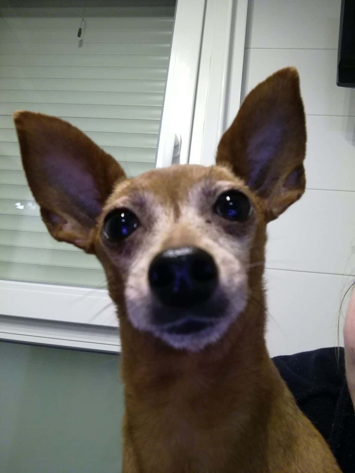 Clinica Veterinaria Mendillorri