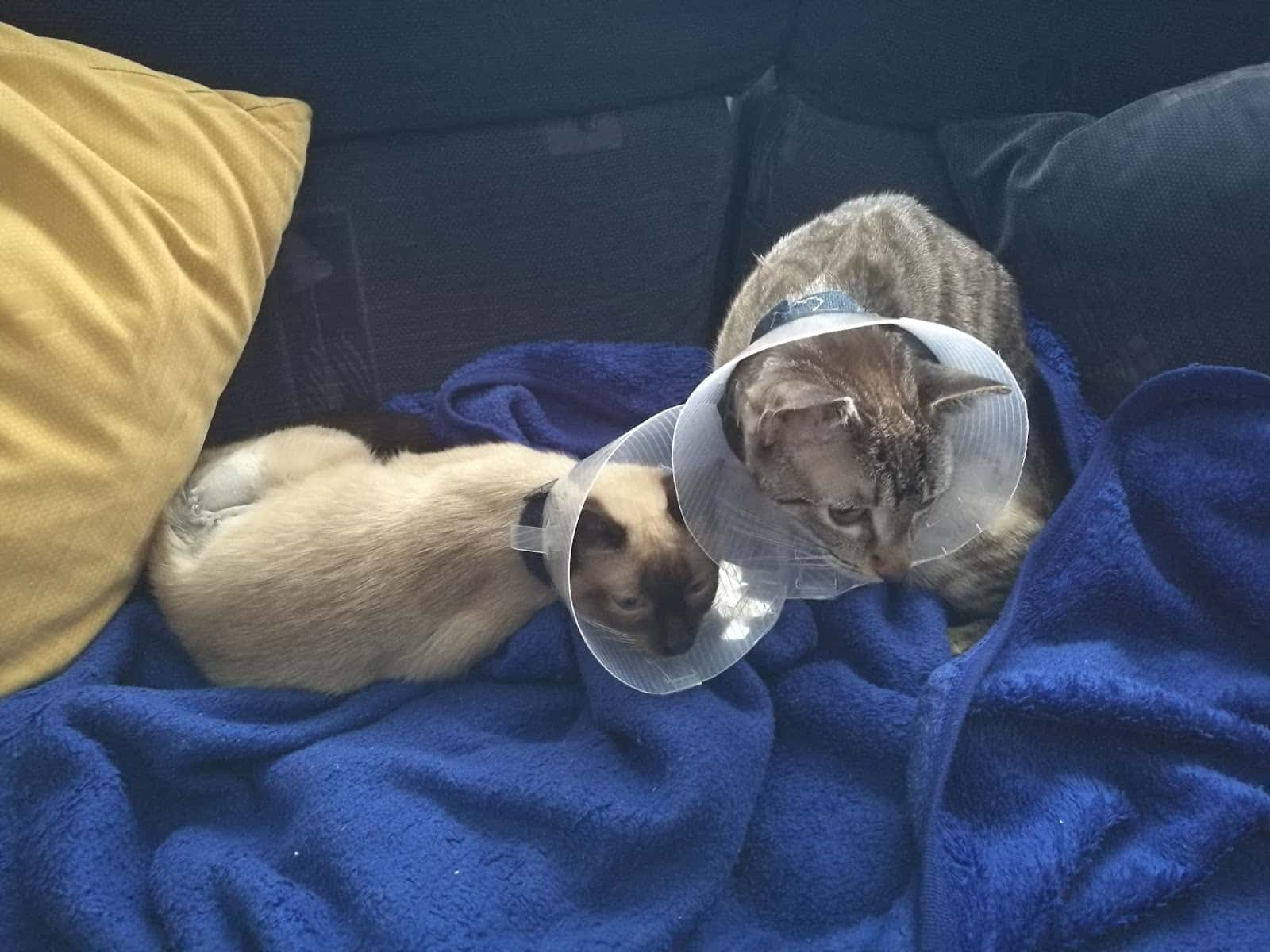 mendebaldea dogos veterinario centro en pamplona en navarra principalImage ADOPTA Sitios Pet Friendly
