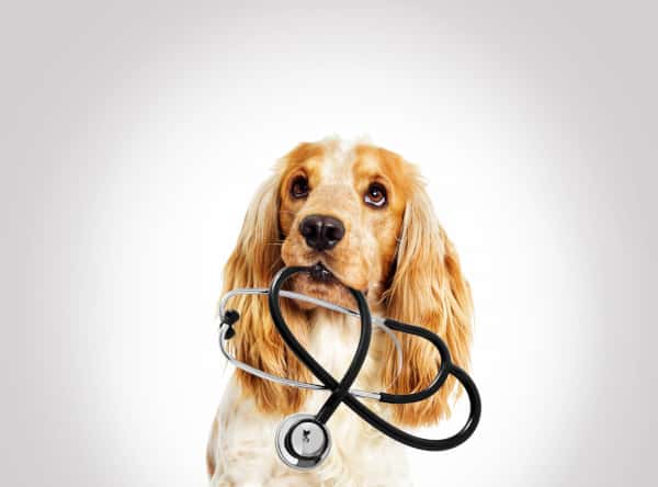 Veterinaria Pamplona