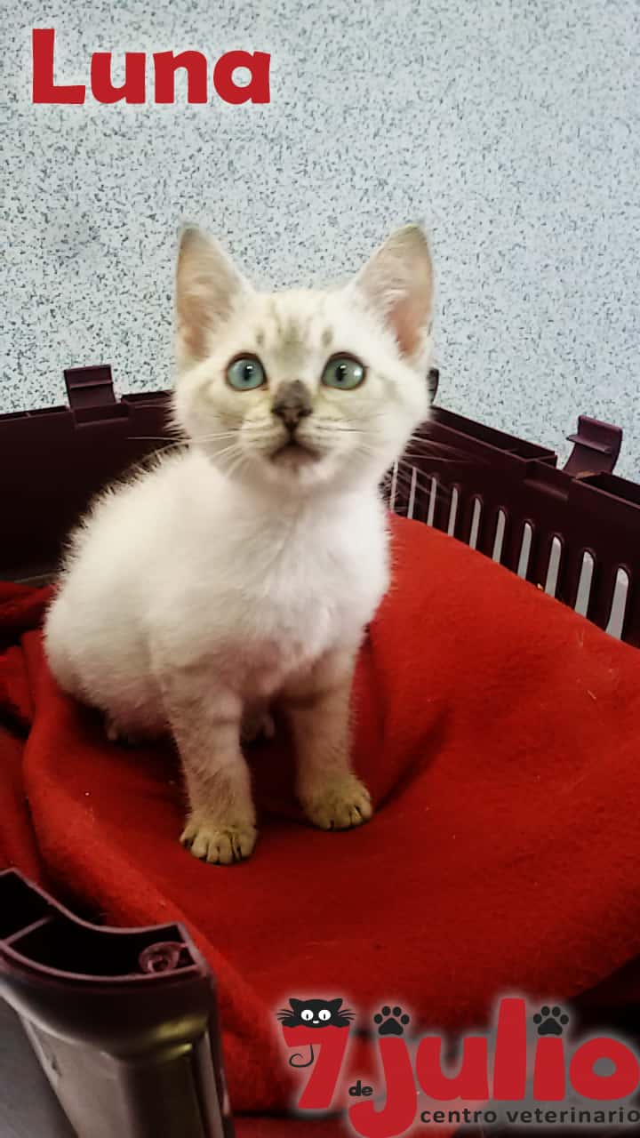 Centro Veterinario 7 de Julio