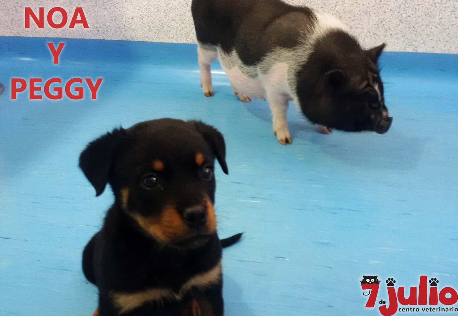 Centro Veterinario 7 de Julio