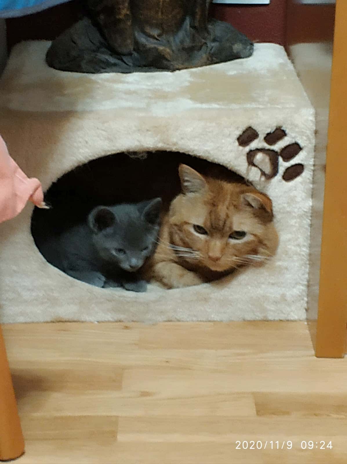 Clínica Veterinaria Sarriguren