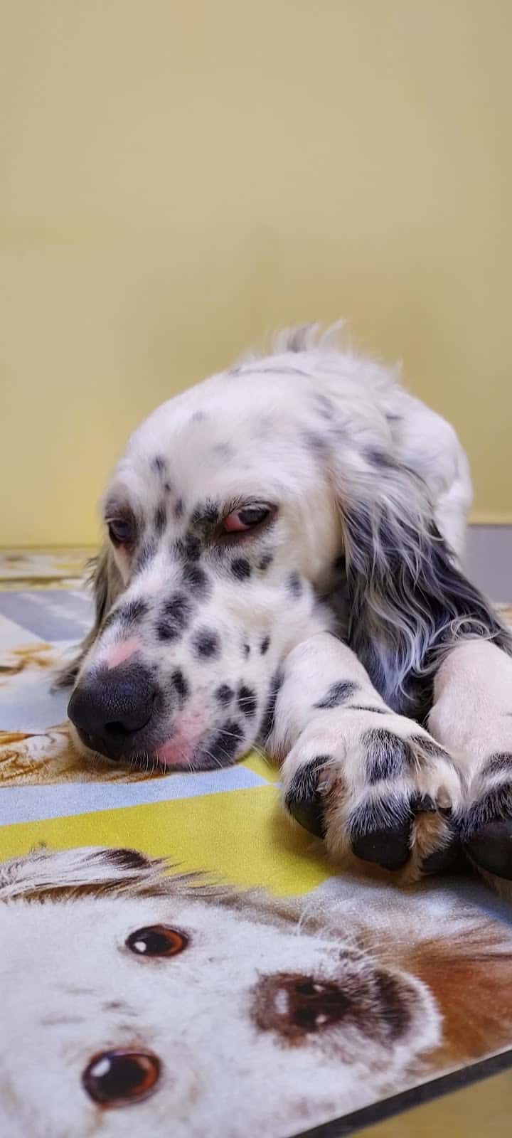 Clínica Veterinaria Argos Burlada