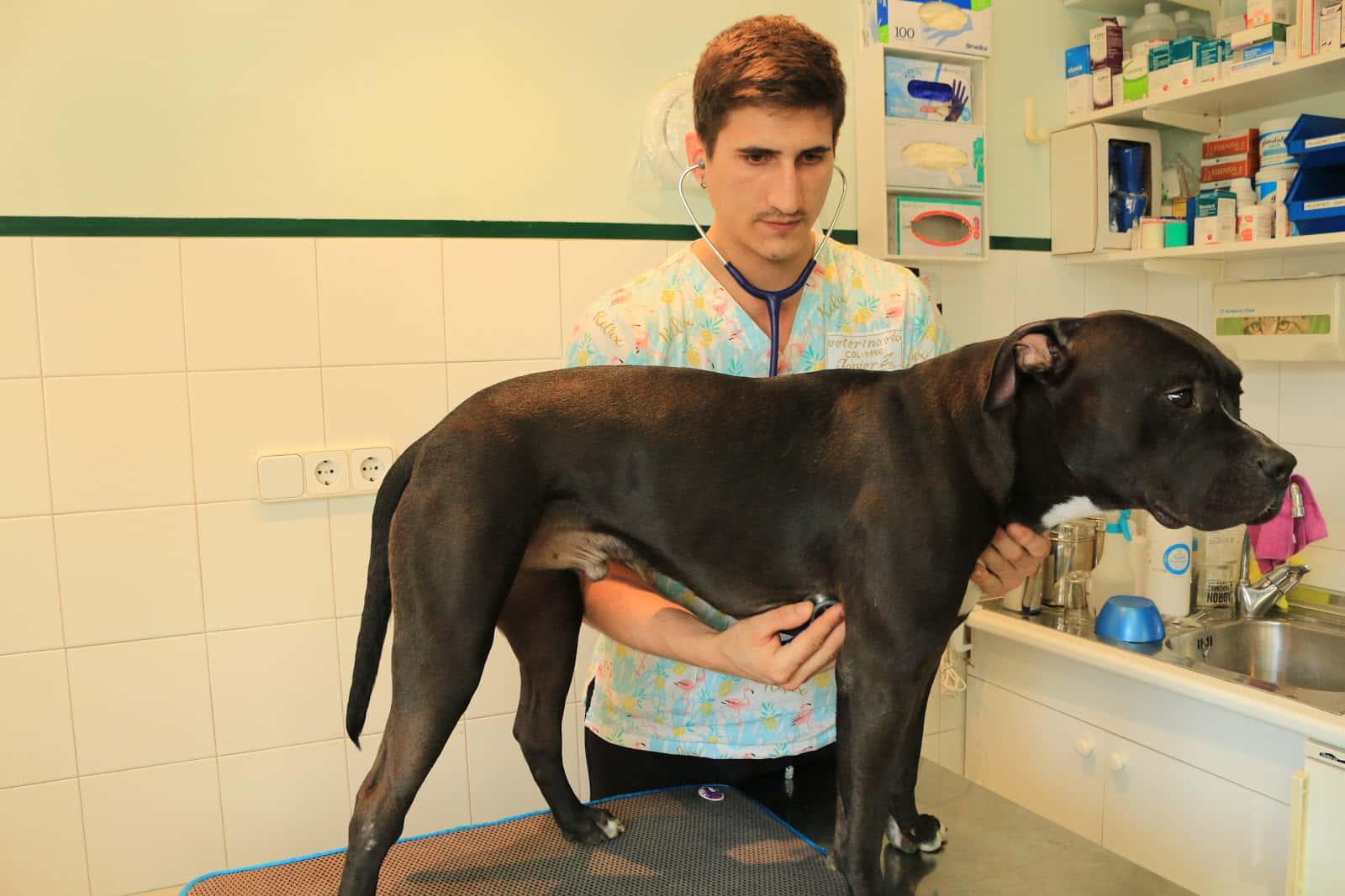 Clínica Veterinaria Zalavet | Burlada
