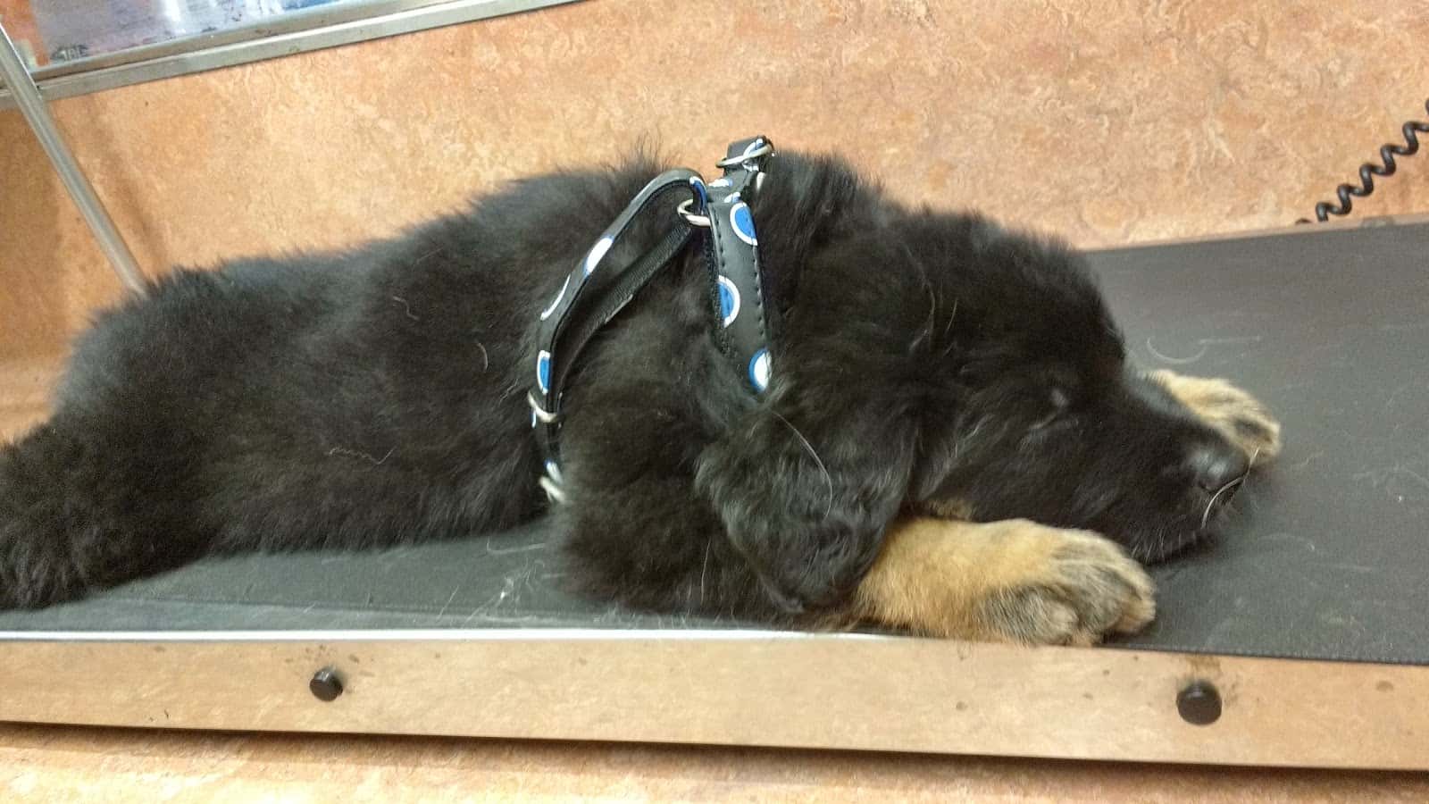 Aoiz clínica Veterinaria